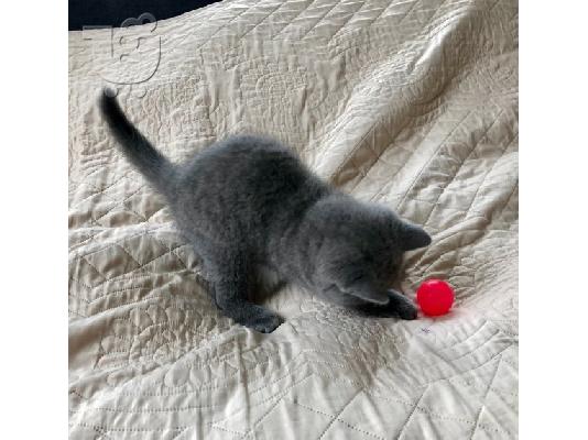 Εκπληκτικό Scottish Fold Tica Kitten Ready